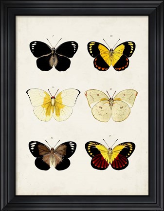 Framed Vintage Butterflies I Print
