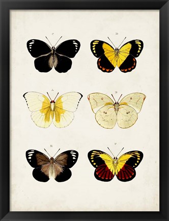 Framed Vintage Butterflies I Print
