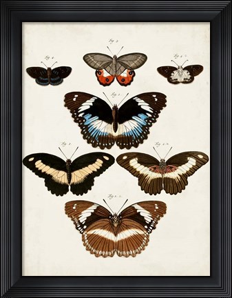 Framed Vintage Butterflies II Print