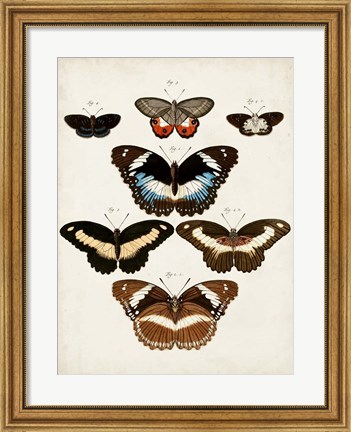Framed Vintage Butterflies II Print