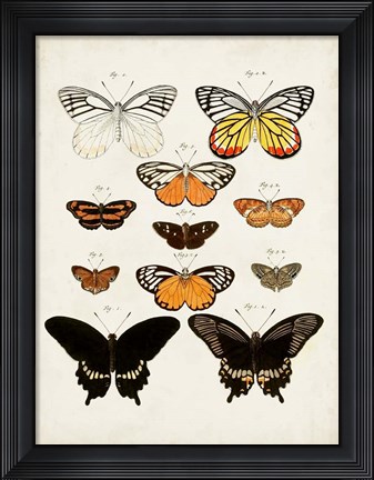 Framed Vintage Butterflies III Print