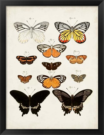 Framed Vintage Butterflies III Print
