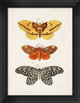 Framed Vintage Butterflies IV Print