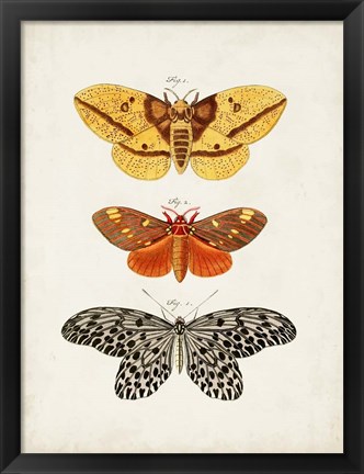 Framed Vintage Butterflies IV Print