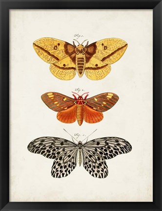 Framed Vintage Butterflies IV Print