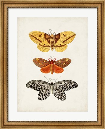 Framed Vintage Butterflies IV Print