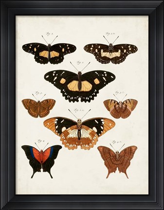 Framed Vintage Butterflies V Print