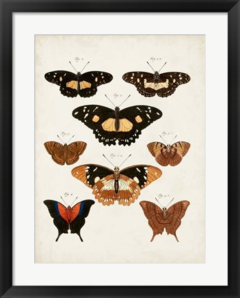 Framed Vintage Butterflies V Print