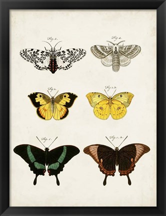 Framed Vintage Butterflies VI Print