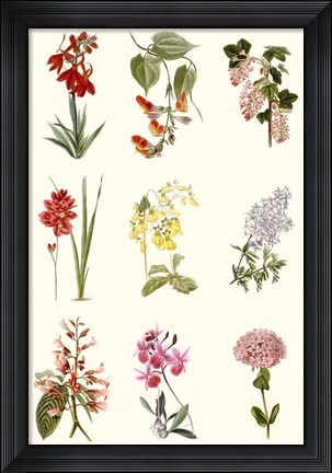 Framed Botanical Array Chart Print