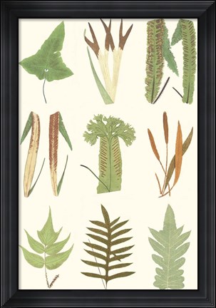 Framed Antique Fern Chart Print