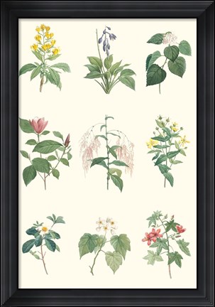 Framed Soft Botanical Chart Print