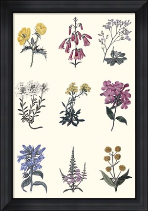 Framed Antique Floral Chart Print
