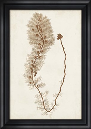 Framed Sepia Seaweed III Print