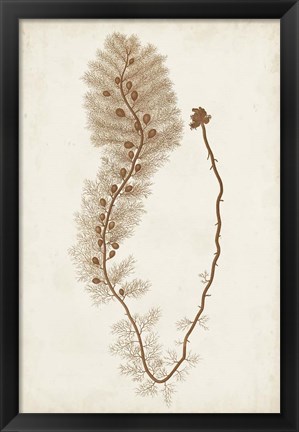 Framed Sepia Seaweed III Print