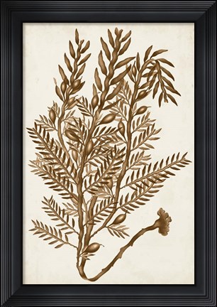 Framed Sepia Seaweed IV Print