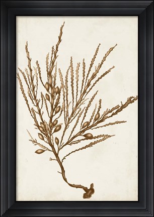 Framed Sepia Seaweed V Print