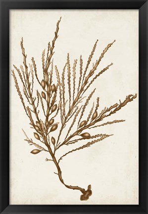 Framed Sepia Seaweed V Print