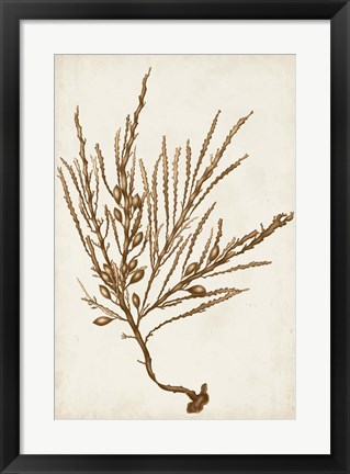 Framed Sepia Seaweed V Print