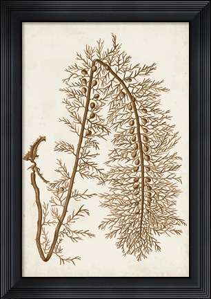 Framed Sepia Seaweed VI Print