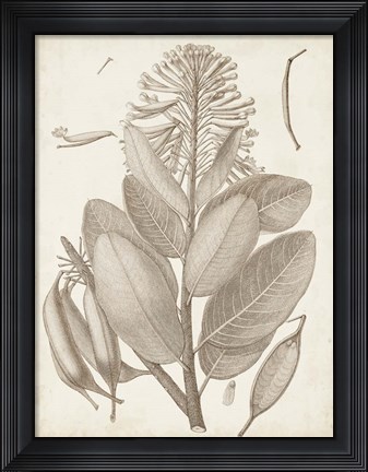 Framed Sepia Exotic Plants I Print