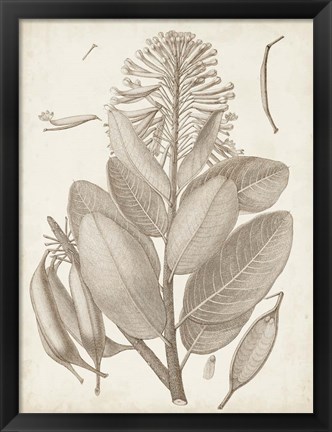 Framed Sepia Exotic Plants I Print