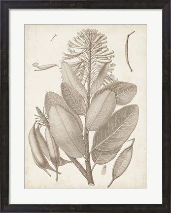 Framed Sepia Exotic Plants I Print