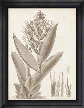 Framed Sepia Exotic Plants II Print