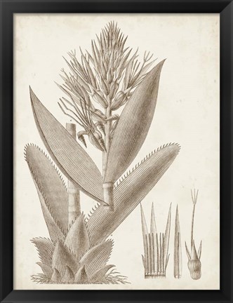 Framed Sepia Exotic Plants II Print