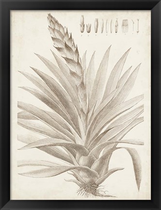 Framed Sepia Exotic Plants III Print