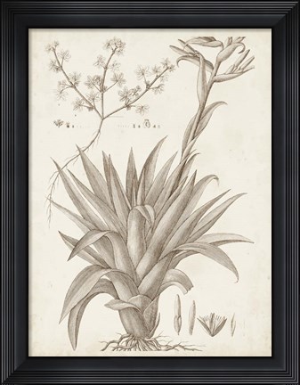 Framed Sepia Exotic Plants IV Print