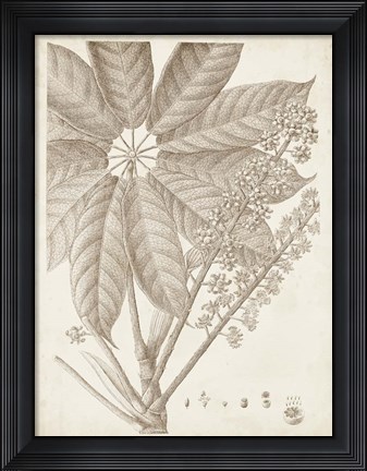 Framed Sepia Exotic Plants V Print
