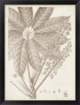 Framed Sepia Exotic Plants V Print