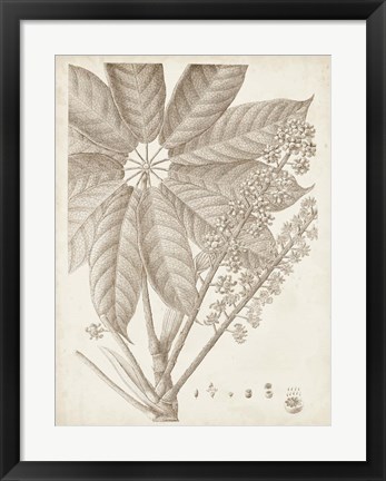 Framed Sepia Exotic Plants V Print