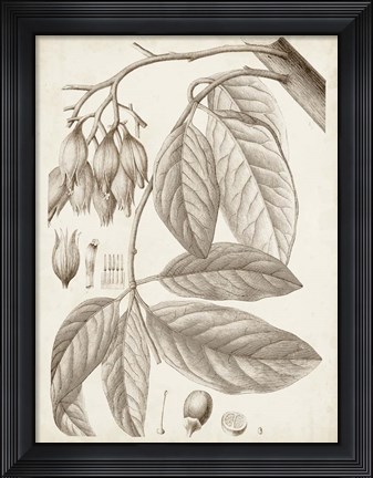 Framed Sepia Exotic Plants VI Print