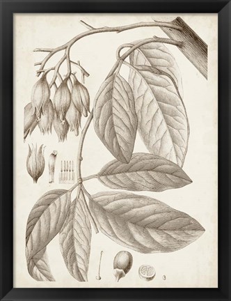 Framed Sepia Exotic Plants VI Print