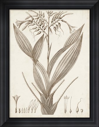 Framed Sepia Exotic Plants VII Print