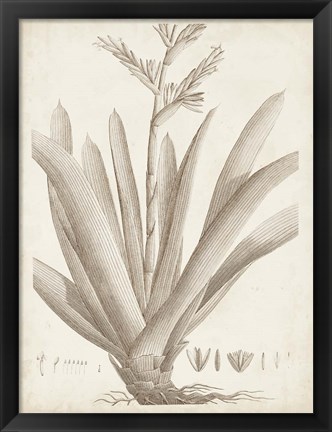 Framed Sepia Exotic Plants VIII Print