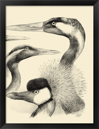 Framed Waterbird Sketchbook I Print