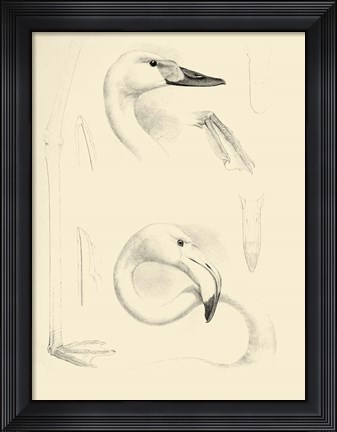 Framed Waterbird Sketchbook II Print