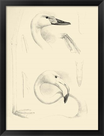 Framed Waterbird Sketchbook II Print