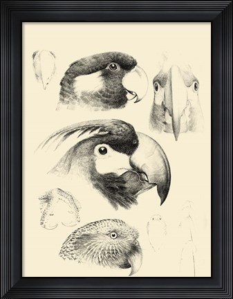 Framed Waterbird Sketchbook III Print