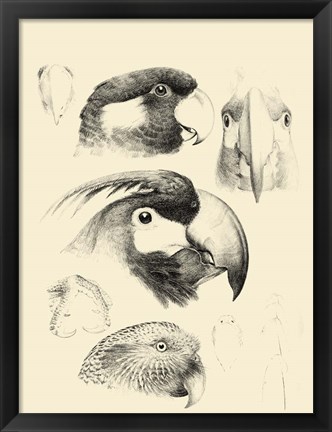 Framed Waterbird Sketchbook III Print