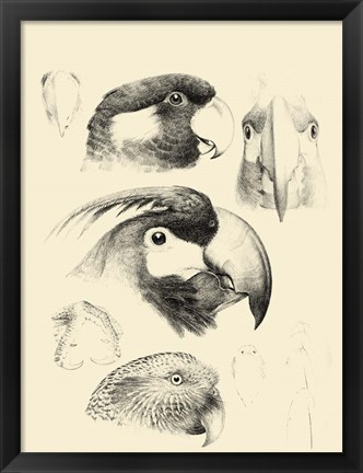 Framed Waterbird Sketchbook III Print