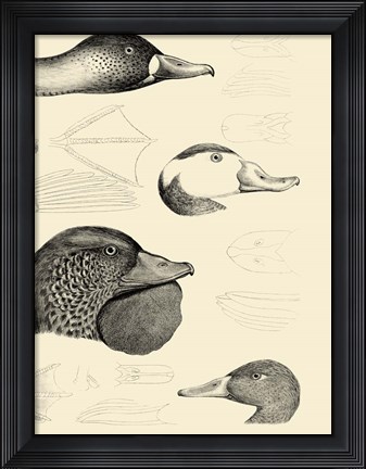 Framed Waterbird Sketchbook IV Print