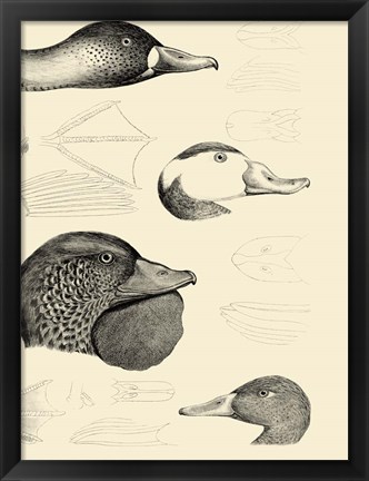 Framed Waterbird Sketchbook IV Print