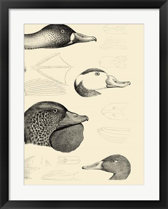 Framed Waterbird Sketchbook IV Print