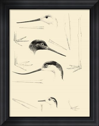 Framed Waterbird Sketchbook V Print