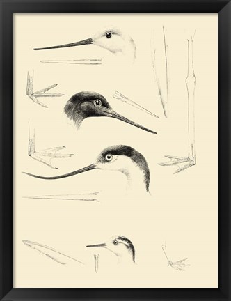 Framed Waterbird Sketchbook V Print