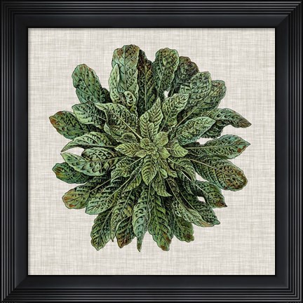 Framed Spherical Leaves I Print
